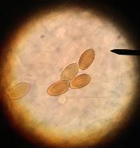 Psathyrella corrugis image