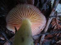 Hygrocybe laetissima image