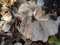 Tricholoma dryophilum image