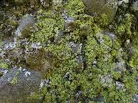 Acarospora socialis image