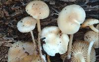 Mycena aprilis image