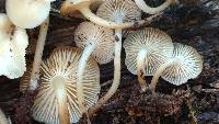 Mycena aprilis image