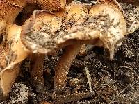 Agrocybe smithii image