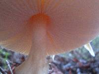 Lepiota magnispora image