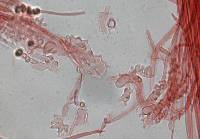 Mycena bulliformis image