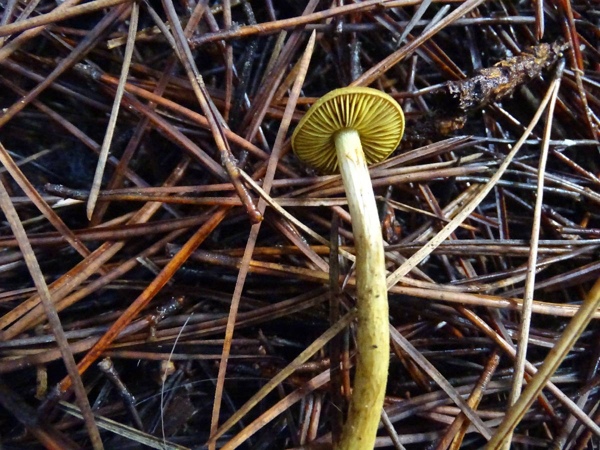 Cortinarius idahoensis image