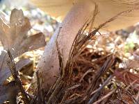 Amanita protecta image