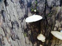 Crepidotus applanatus image