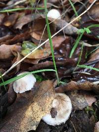 Inocybe insinuata image