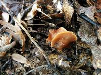 Cortinarius subobtusus image
