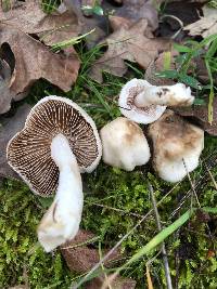 Inocybe insinuata image