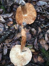 Tricholoma dryophilum image