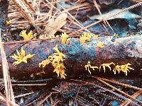 Calocera viscosa image