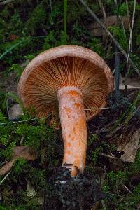 Lactarius salmonicolor image