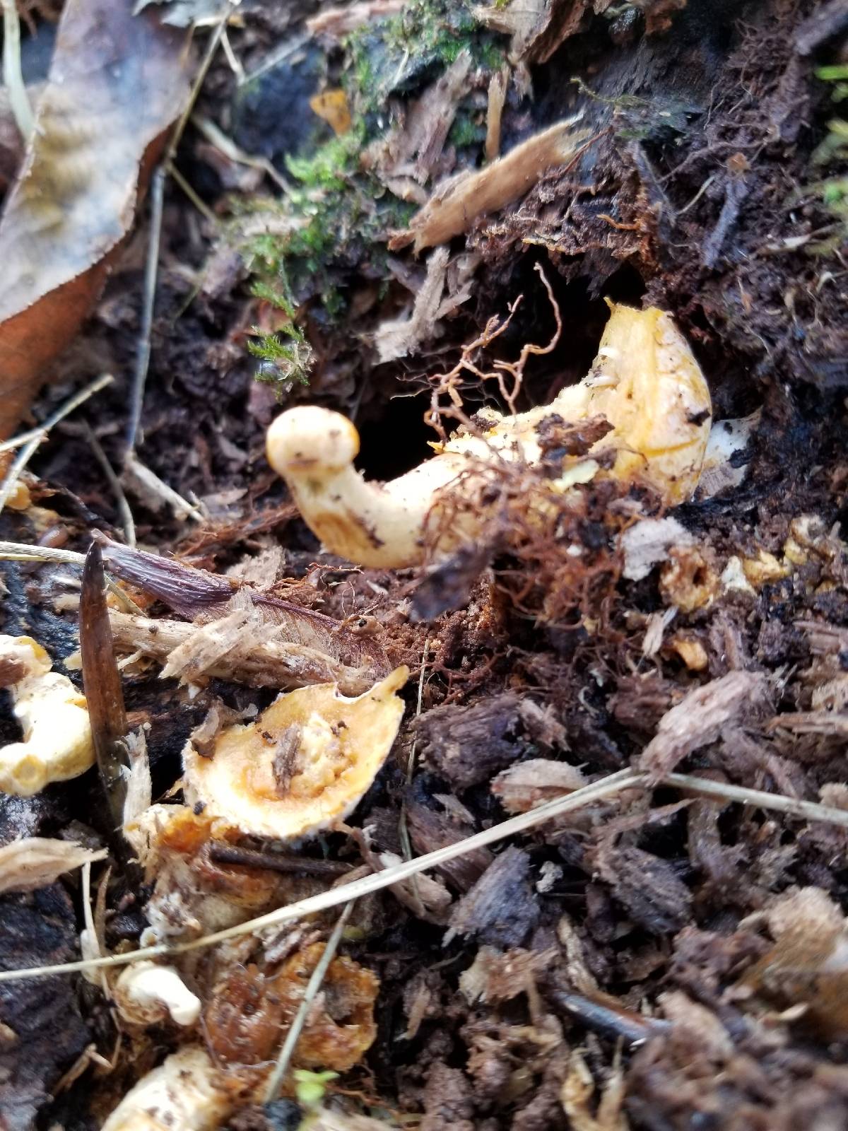 Gymnopilus luteus image