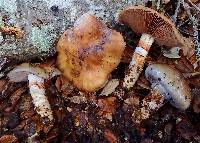Cortinarius glutinosoarmillatus image