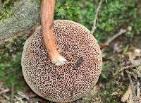 Austroboletus gracilis image