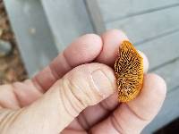 Gloeophyllum sepiarium image