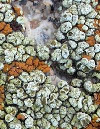 Acarospora stapfiana image