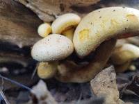 Gymnopilus luteus image