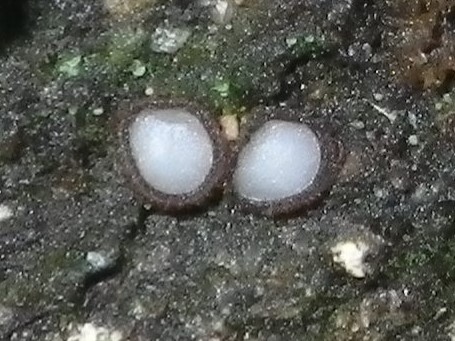 Trichophaea woolhopeia image