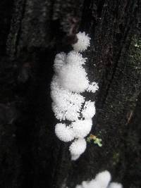 Ceratiomyxa fruticulosa var. fruticulosa image