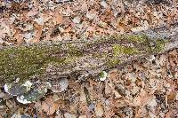 Trametes gibbosa image