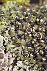 Phaeophyscia pusilloides image