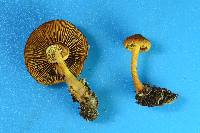 Pholiota subsulphurea image