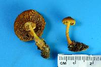 Pholiota subsulphurea image