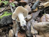 Hygrophorus roseobrunneus image