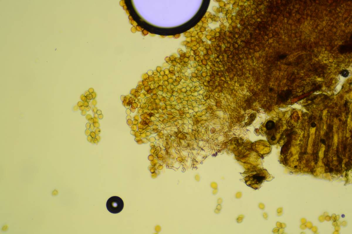 Botryobasidium simile image
