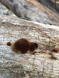 Phellinus gilvus image