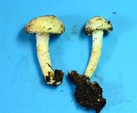 Hygrophorus chrysodon image