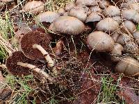 Psathyrella piluliformis image
