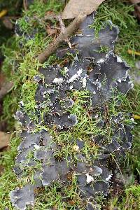 Peltigera praetextata image