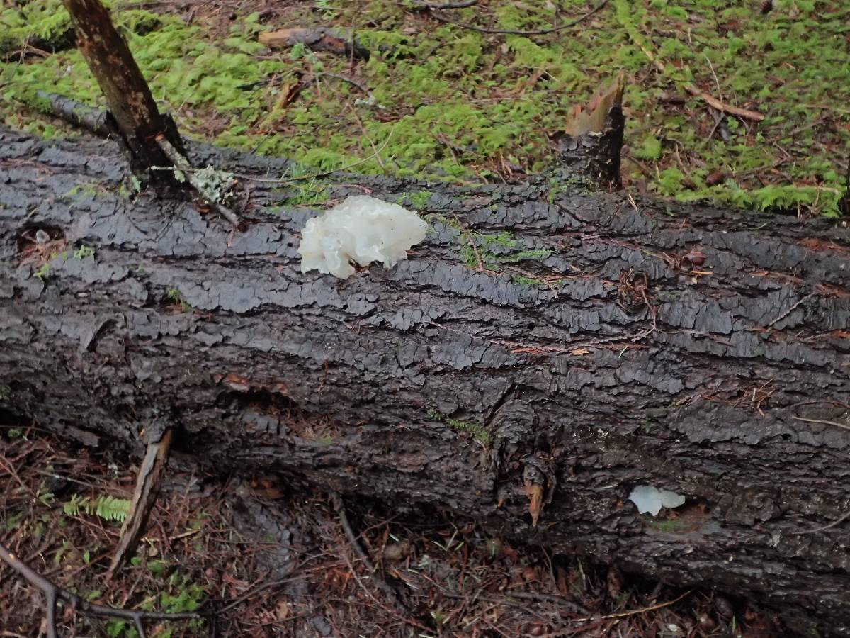 Pseudohydnum gelatinosum var. paucidentatum image