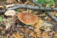 Boletus subcaerulescens image