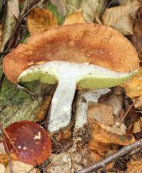 Boletus subcaerulescens image