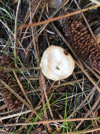 Inocybe insinuata image