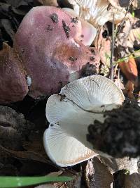 Hygrophorus roseobrunneus image