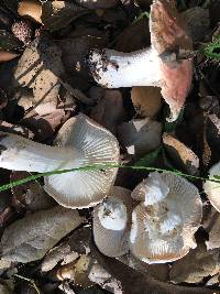 Hygrophorus roseobrunneus image