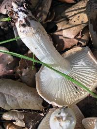 Hygrophorus roseobrunneus image