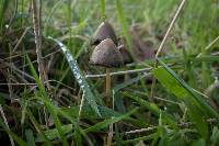 Psilocybe semilanceata image