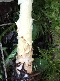 Lepiota spheniscispora image