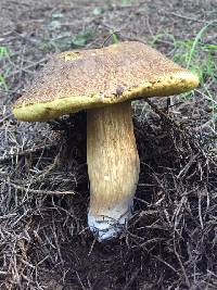 Boletus fibrillosus image