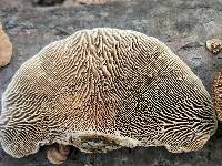 Daedaleopsis confragosa image