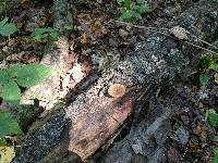 Polyporus brumalis image