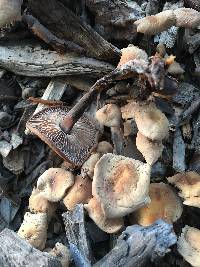 Gymnopus brassicolens var. brassicolens image