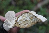 Trametes gibbosa image